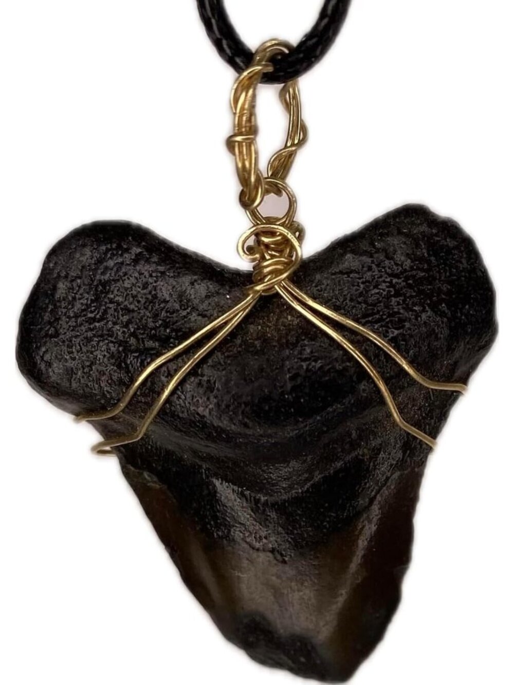 Genuine North Carolina Megalodon Shark Tooth Necklace Wrapped :choice of metal